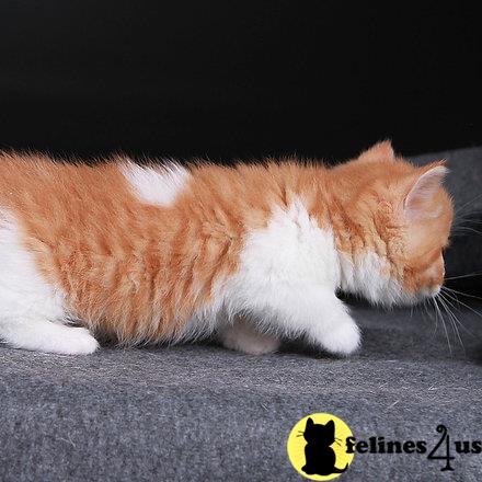 sweet_kitty90 Picture 1